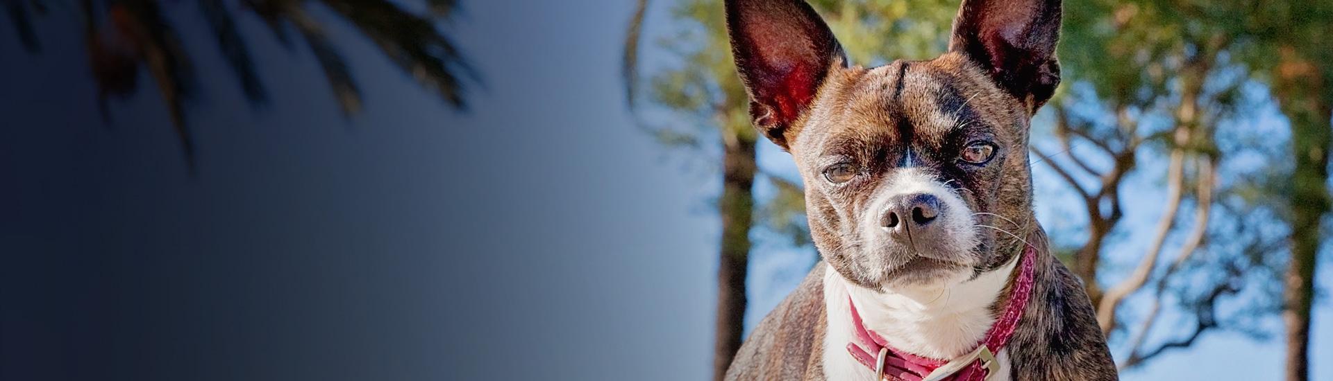 Nevada Animal Shelter Statistics Best Friends Animal Society